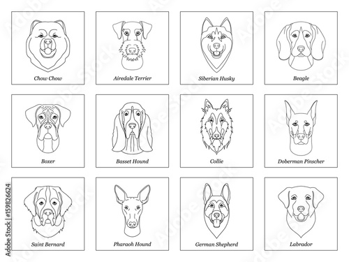 set, collection of isolated black outline head of airedale terrier, chow, husky, pharaoh hound, saint bernard, labrador, collie, doberman, boxer on white background. Line cartoon breed dog portrait.