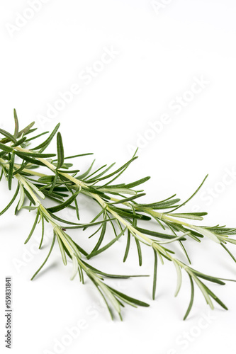 Fresh rosemary branches isolated over white background