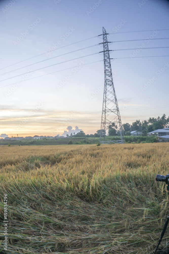 Nature view of paddy field with sunrise background. Nature composition and noise effects.
