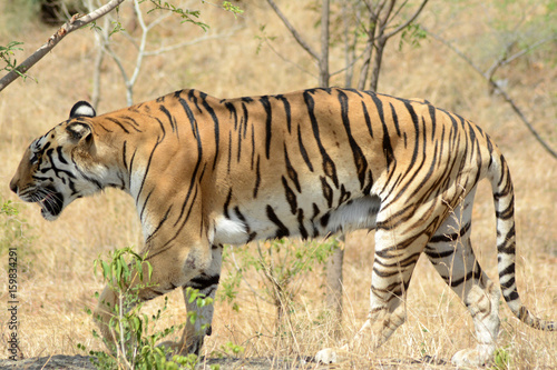  The Bengal tiger  Panthera tigris tigris  
