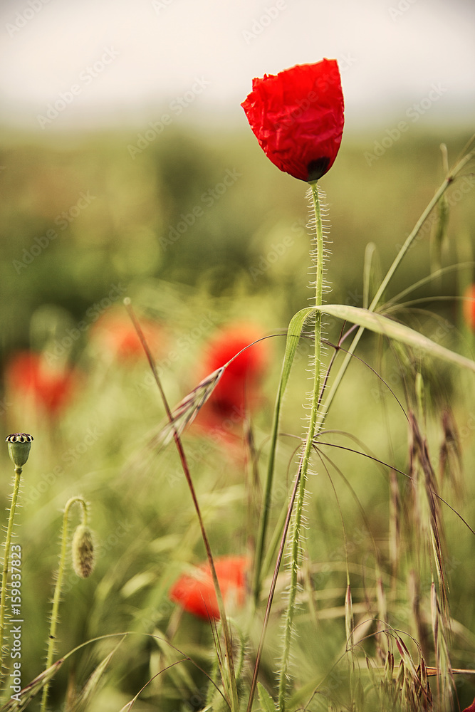 Fototapeta premium Beautiful photo of a poppy in bloom.