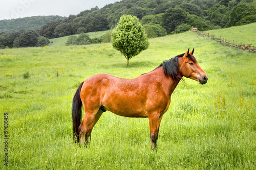 A brown horse stands on a green field against a background of green wood © yanik88