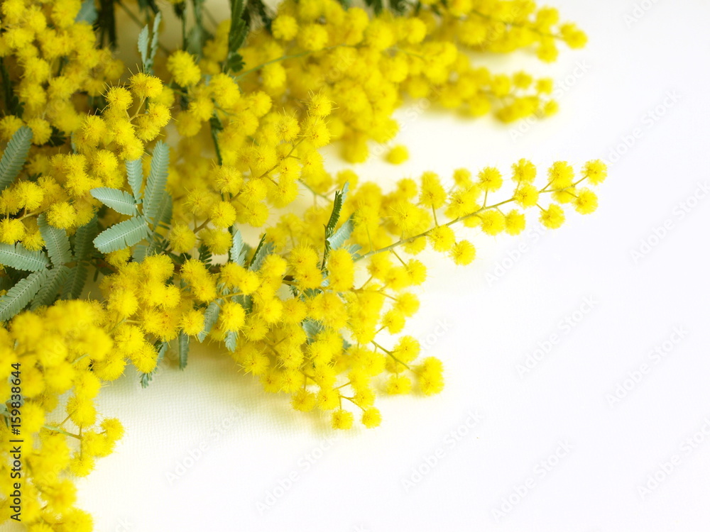 室内のミモザの花、白背景 Stock 写真 | Adobe Stock