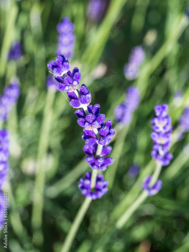 Obraz premium Lavendel in der Blüte