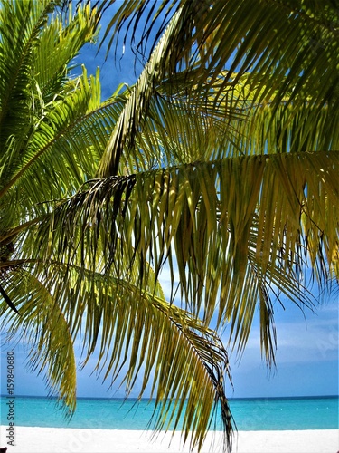 Palmen  Strand  gr  nes Meer --Jamaika