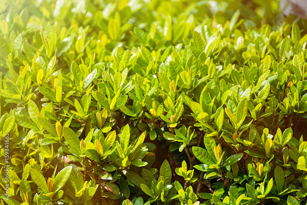 Obraz premium The small green leaves. A lot of small green leaves in the garden at the morning.