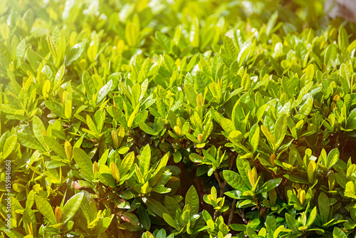 The small green leaves. A lot of small green leaves in the garden at the morning.