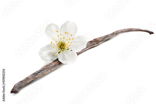 Dried vanilla stick and flower on white background