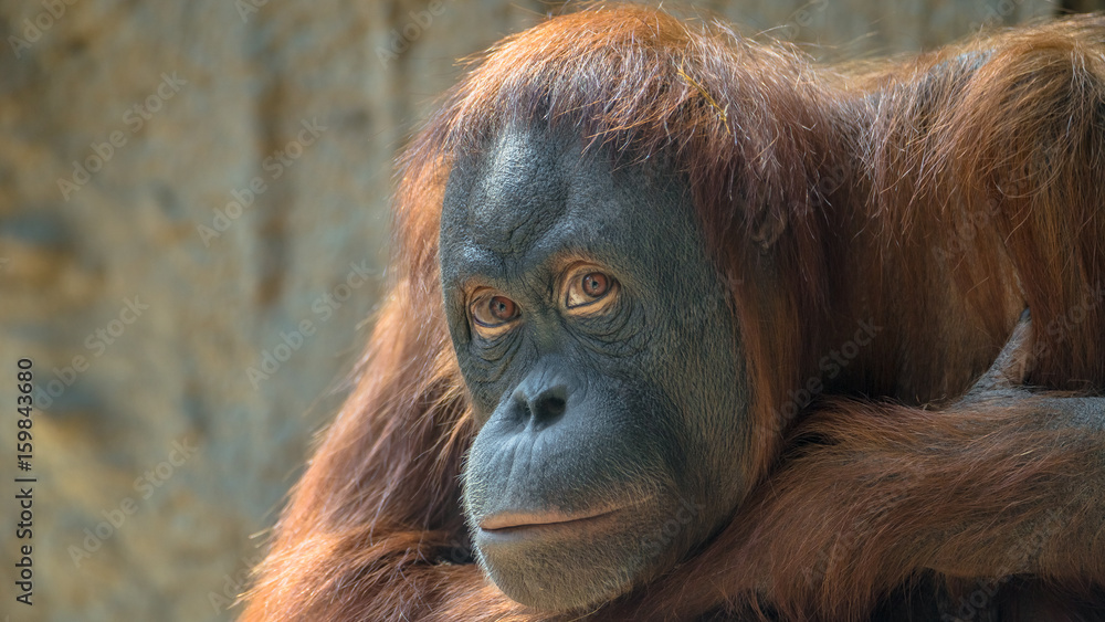 Fototapeta premium Portrait of sad Asian orangutan