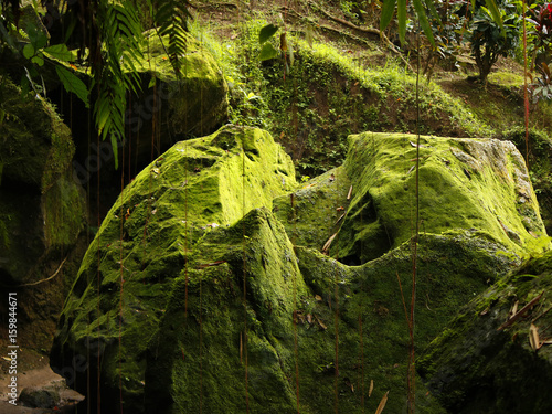Fotografi Green stones covered with moss surrounded with lianes in a jungle on Bali, Indon