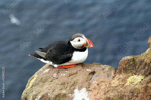 A pretty puffin in the Latrabjarg cliffs in the Westfjords, Iceland, the westernmost point in Europe © Mark