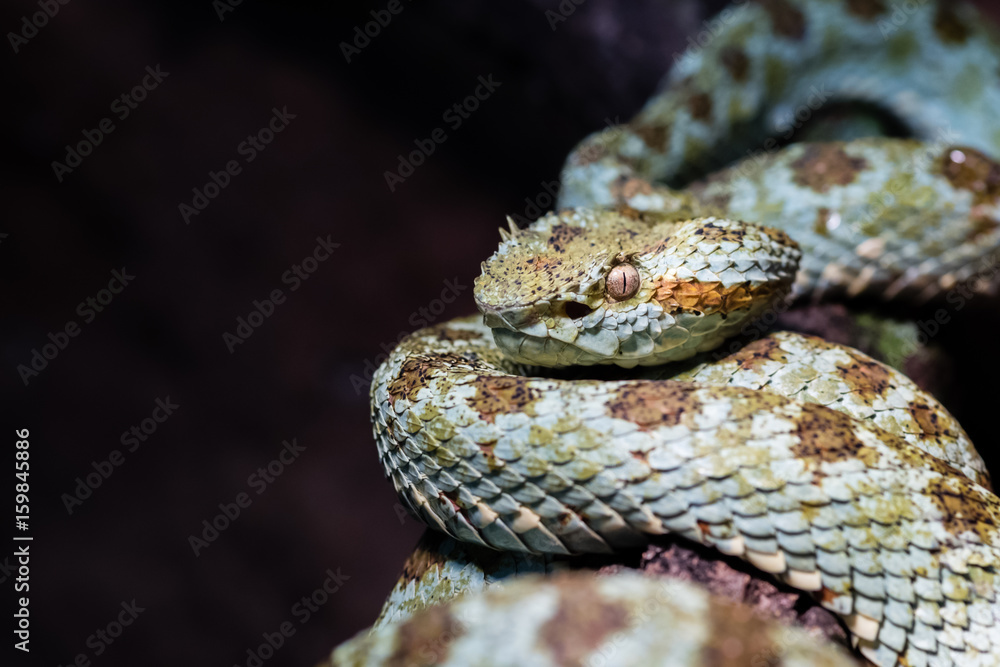 Fototapeta premium Blotched palm-pit viper Bothriechis supraciliaris