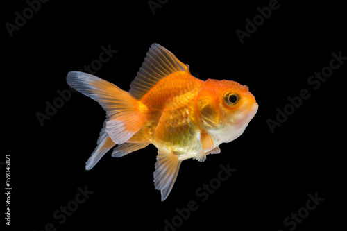 goldfish isolated on black background. © pichit1422