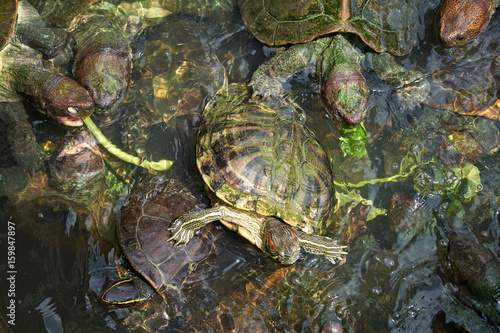 Turtles fighting for food in the pond