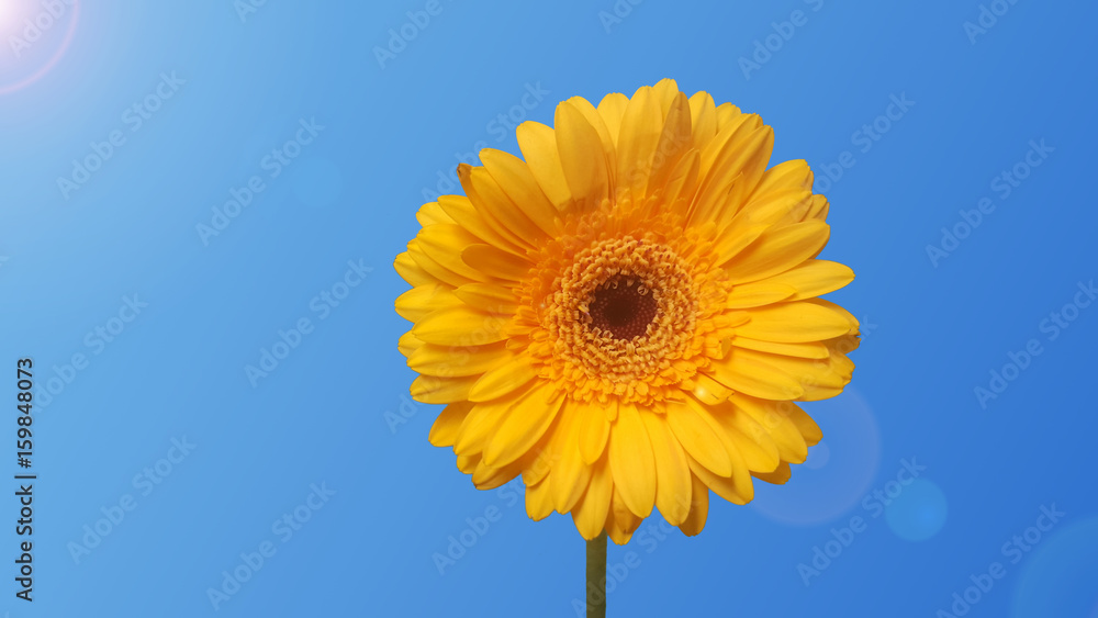 Yellow Flower in front of blue Sky