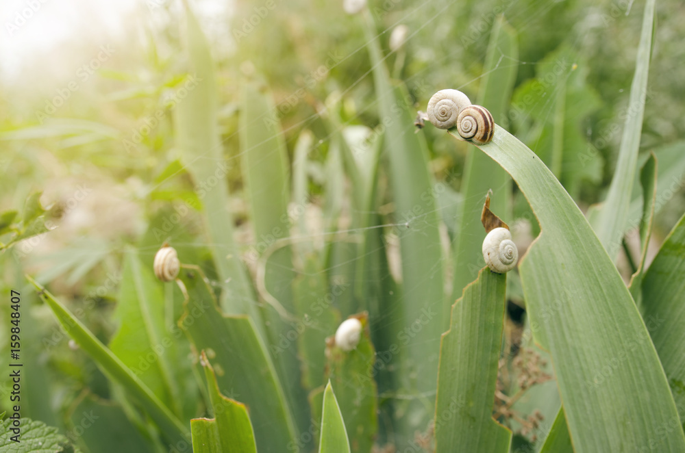 Little Snails Over Green Garden Grass Little Snails Over Green Garden Grass