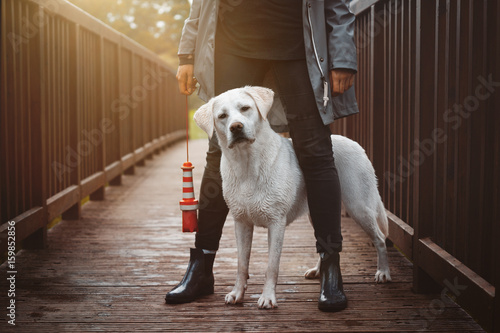 Fototapeta Naklejka Na Ścianę i Meble -  junger labrador retriever hund welpe liegt zwischen den beinen einer frau - hundetraining 