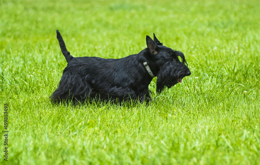 Scotch Terrier. Scotch Terrier posing on the green grass in the park. Scotch terrier breed dog Scotch Terrier. Scotch Terrier posing on the green grass in the park. Scotch terrier breed dog