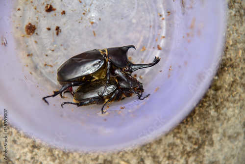 Allomyrina dichotoma Male and female are mating, Healthy food in the future, Future protein sources. Beetles are breeding and are going to propagate photo