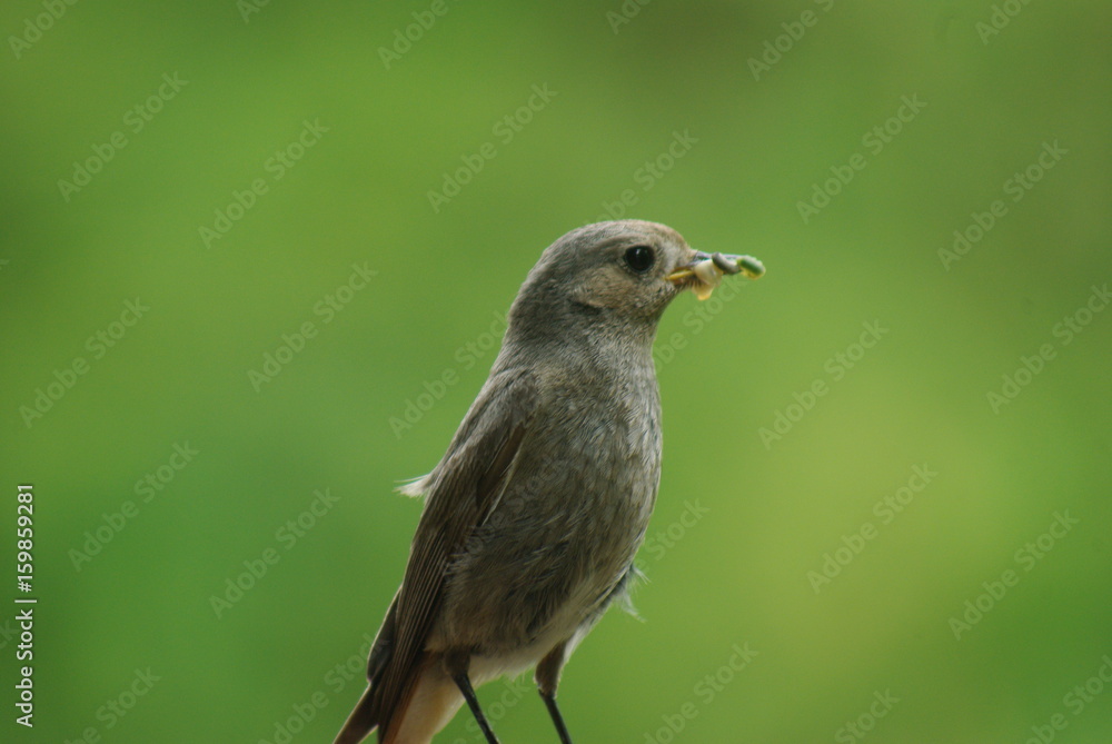 Fototapeta premium oiseau nouriture