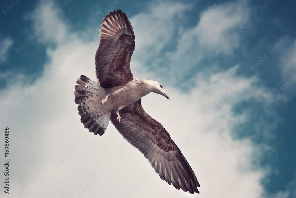 Fototapeta premium gleiten