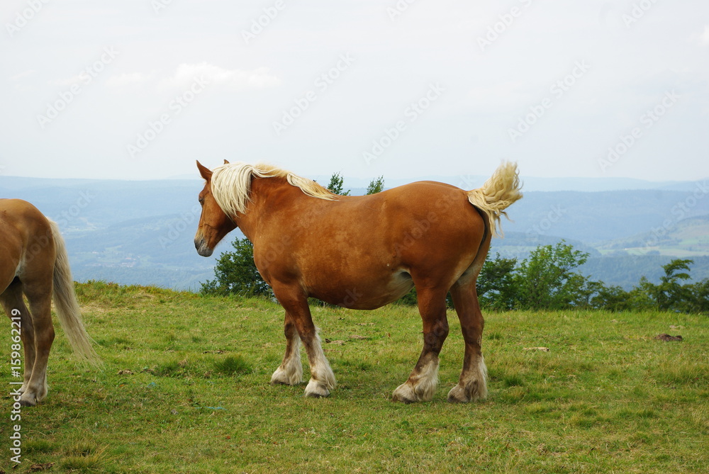Fototapeta premium Cheval brun et blanc