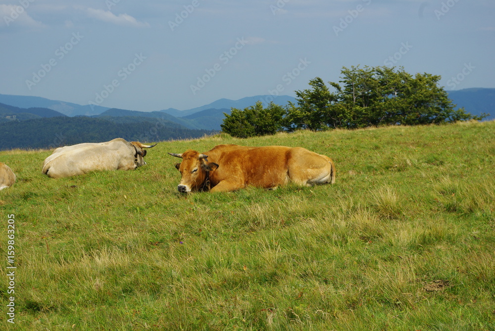 Vaches laitières Vaches laitières