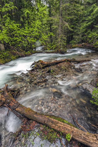 Lush trees around Willow Creek. photo