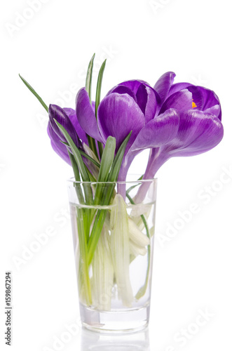 bouquet from crocus flowers in vase isolated on white