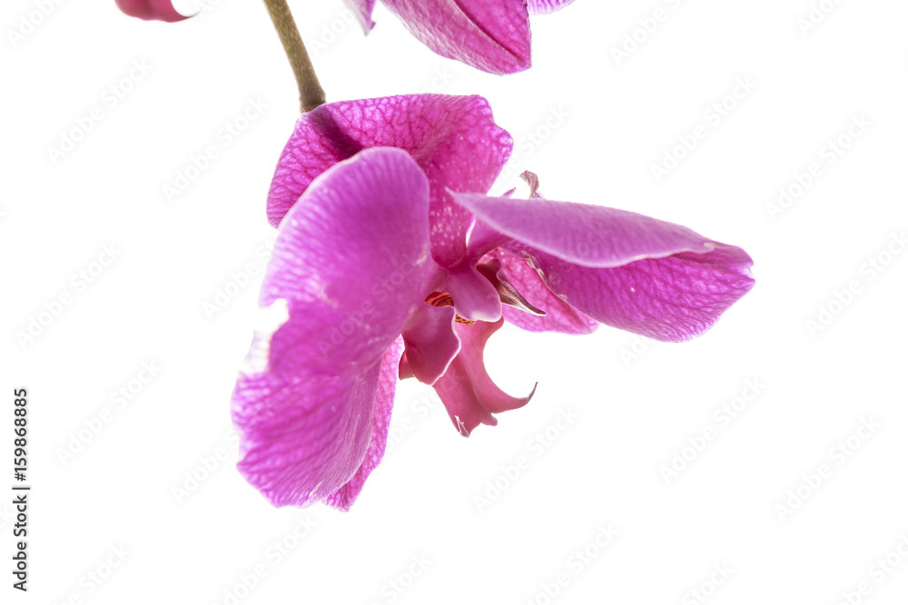 Fototapeta premium Macro of violet orchid.
