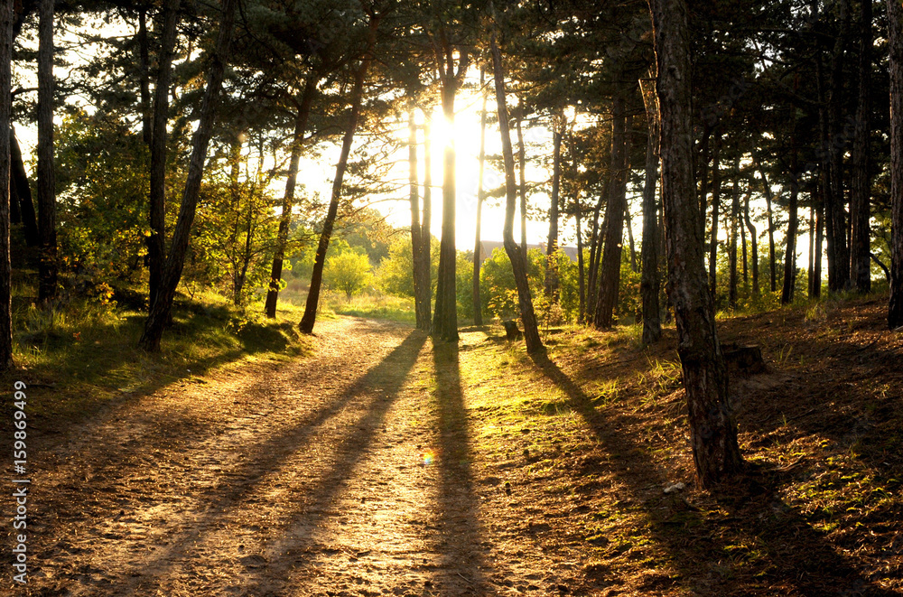 Forest trees. nature green wood sunlight backgrounds Forest trees. nature green wood sunlight backgrounds
