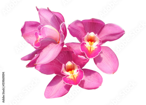Fototapeta Naklejka Na Ścianę i Meble -  Beautiful  orchid flower isolate on white background