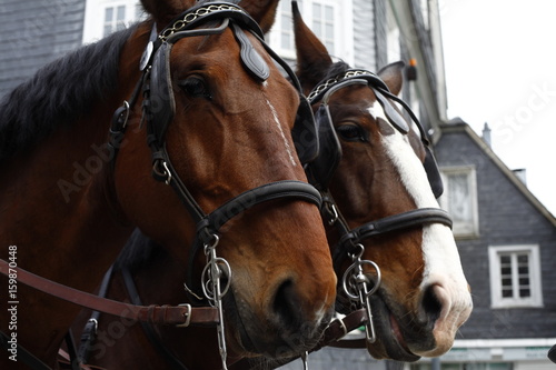 Close up of brown horses pulling a carriage