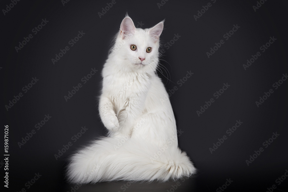 White Maine Coon on a black background