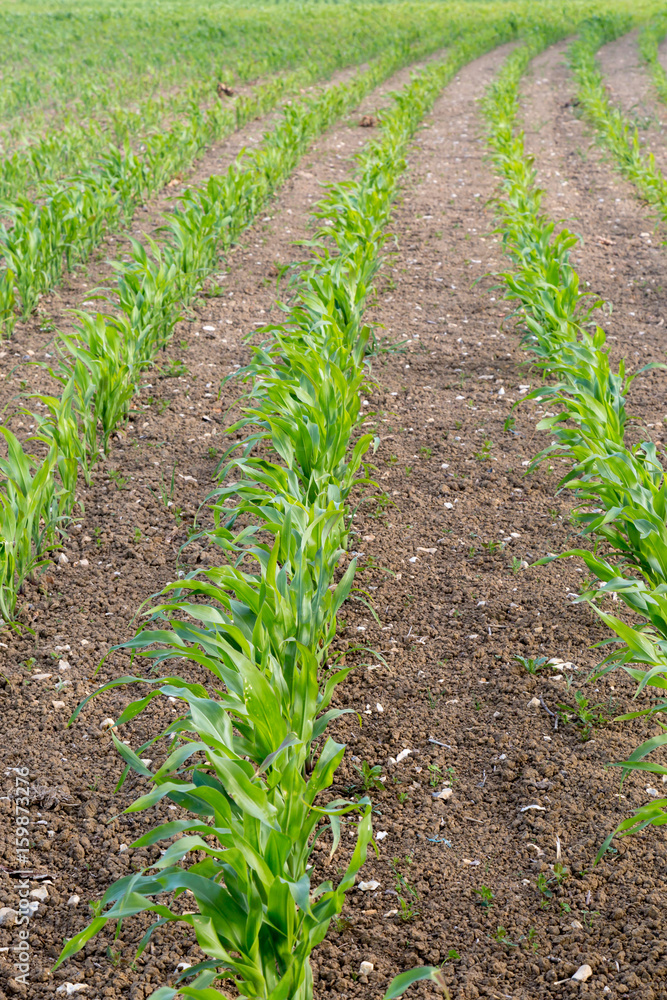 Crops growing in a field Crops growing in a field