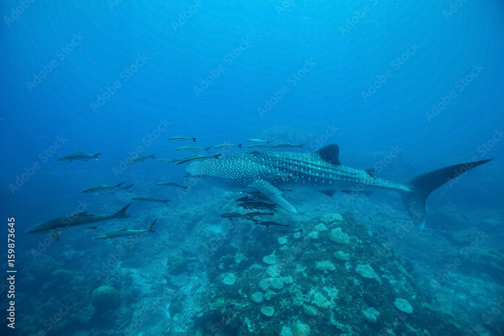 Fototapeta premium Whale Shark (Rhincodon typus) swimming at crystal clear blue waters near the surface at Ko Losin . the Gulf of Thailand . Marine life and underwater scene, sun rays and sunlight.