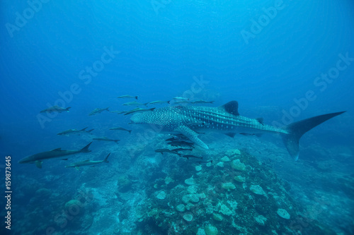 Whale Shark (Rhincodon typus) swimming at crystal clear blue waters near the surface at Ko Losin . the Gulf of Thailand . Marine life and underwater scene, sun rays and sunlight.