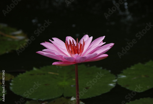 Red lily, Nymphaea pubescens flower with pink petals closeup over a dark green background