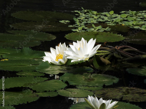 Close view of two clean nice white water lilies with yellow pistils in a dark green tropical pond with round leaves