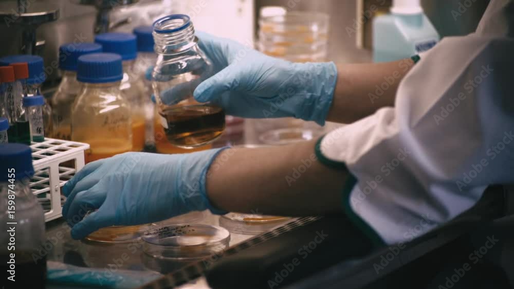 technician with loop and petri dish in the laboratory / hand of Doctor making a urine culture in a petri dish technician with loop and petri dish in the laboratory / hand of Doctor making a urine culture in a petri dish