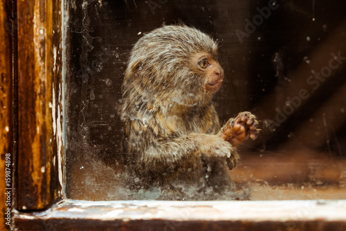 Obraz na plátne captivité singe ouistiti pygmée enfermer animal défense droit militer défendre c