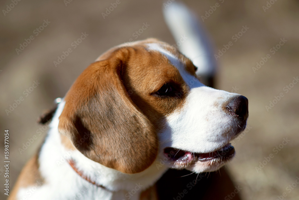 dog beagle play in the meadow forest field dog beagle play in the meadow forest field
