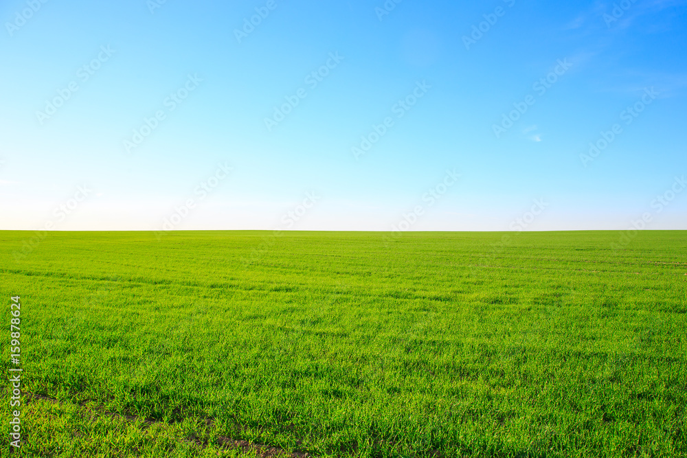 Green field on a clear sunny summer day with a blue sky on the horizon
