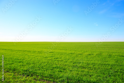 Green field on a clear sunny summer day with a blue sky on the horizon 