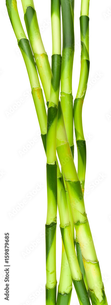 Obraz premium bambous, fond blanc