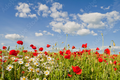 Red poppies and camomile on a background of blue sky with clouds © physyk