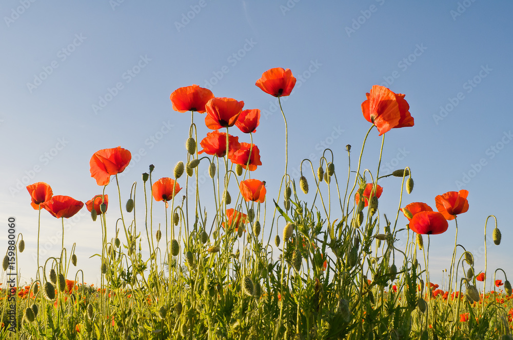 Obraz premium Czerwone maki na tle niebieskiego nieba