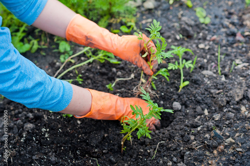 Hands in orange rubber gloves plant seedlings of flowers and vegetables in the ground. Planting of plants in spring