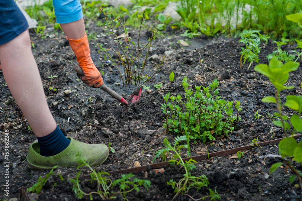 Fototapeta premium Hands in orange rubber gloves plant seedlings of flowers and vegetables in the ground. Planting of plants in spring