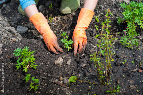 Hands in orange rubber gloves plant seedlings of flowers and vegetables in the ground. Planting of plants in spring